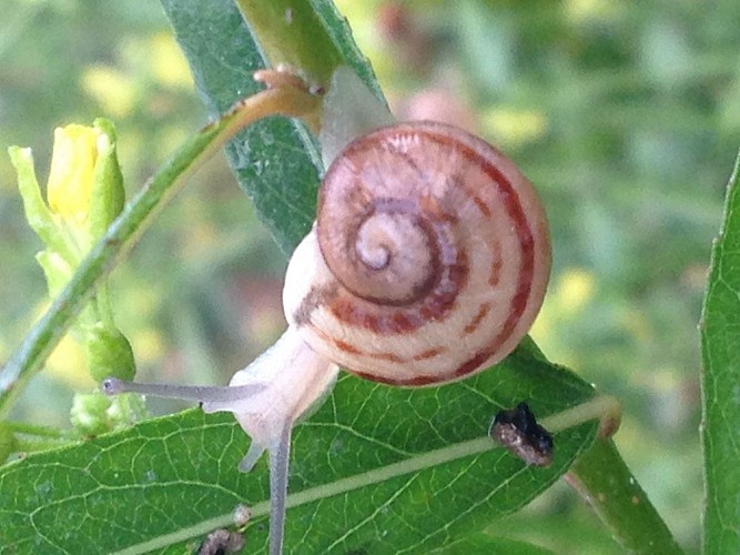 L'Escargot de Saint-Wandrille