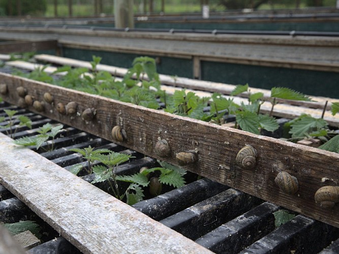 escargot_du_mont_fossé-sma-Eva_mabire-_5_ (2)