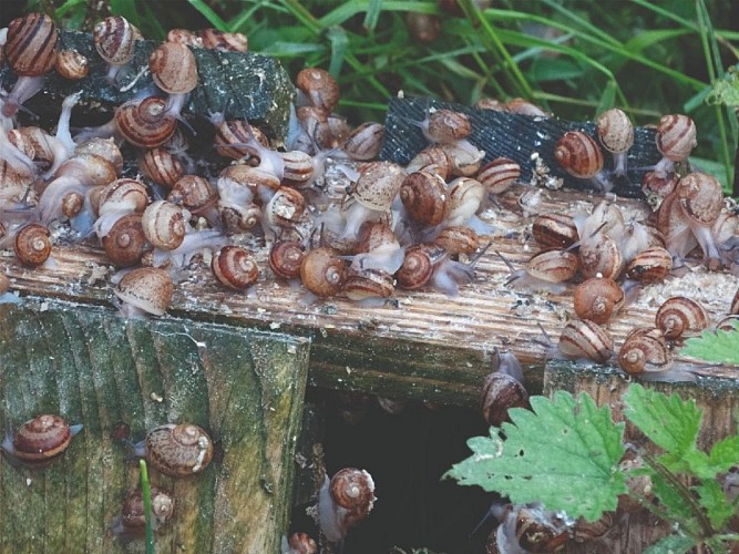 Parc © Escargot du Mont-Fossé_1200x900 (1)