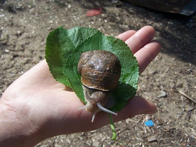 L'Escargot du Mont-Fossé