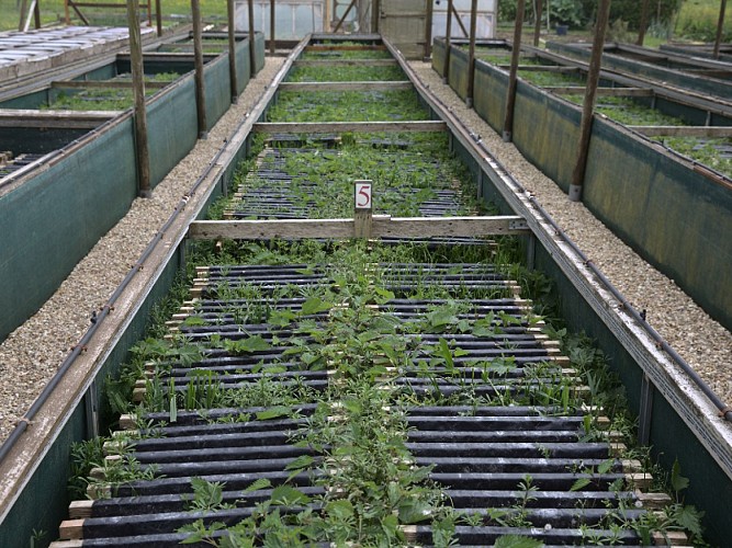 L'escargot du Mont-Fossé