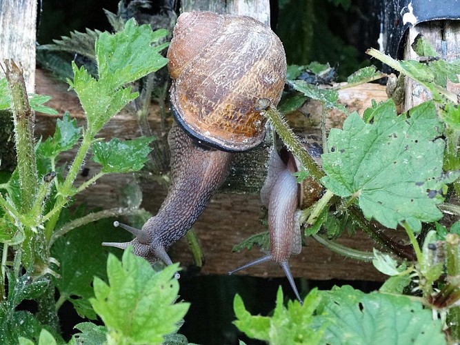 L'escargot-du-Mont-Fossé-2