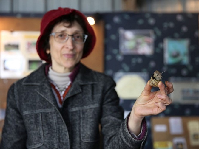 escargot_du_mont_fossé-sma-Eva_mabire (1) (4)