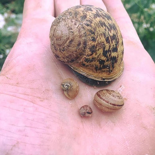 LA FERME AUX ESCARGOTS - MANIQUERVILLE - 2023