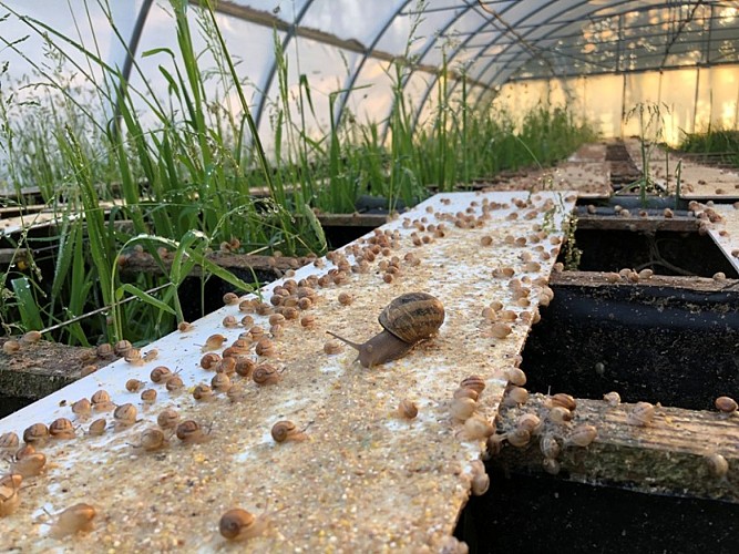 LA FERME AUX ESCARGOTS - MANIQUERVILLE - 2023