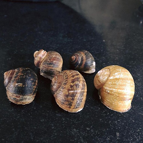 LA FERME AUX ESCARGOTS - MANIQUERVILLE - 2023