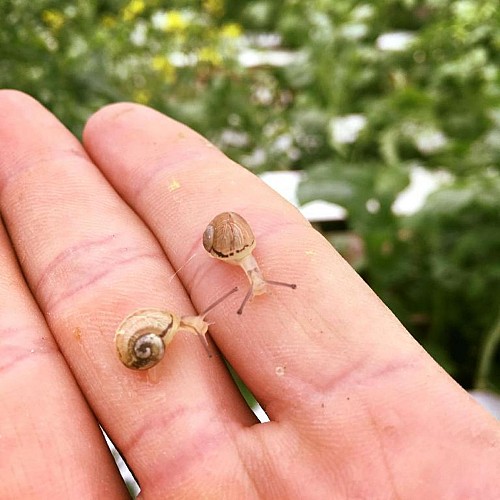 LA FERME AUX ESCARGOTS - EPREVILLE - 2023