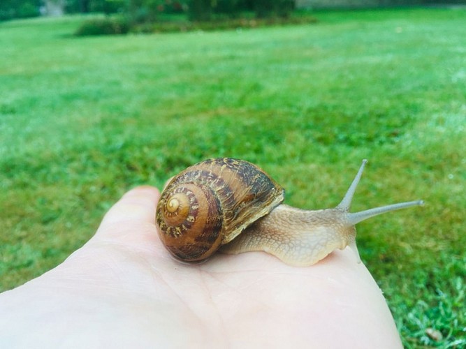 ESCARGOT