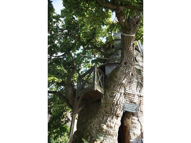 Allouville-Bellefosse-Le-Chene-Darras-2016-2