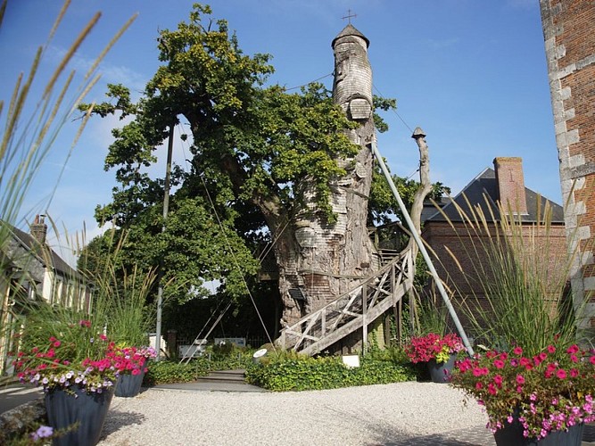 Allouville-Bellefosse-Le-Chene-Darras-2016