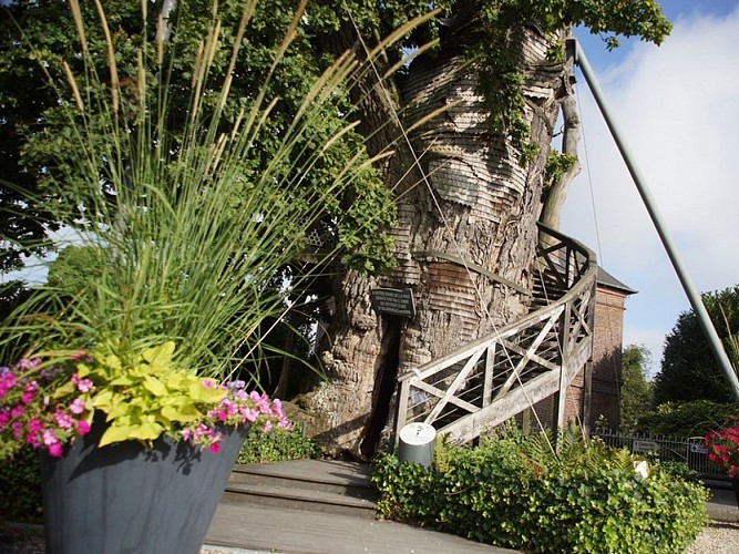 Allouville-Bellefosse-Le-Chene-Darras-2016-1