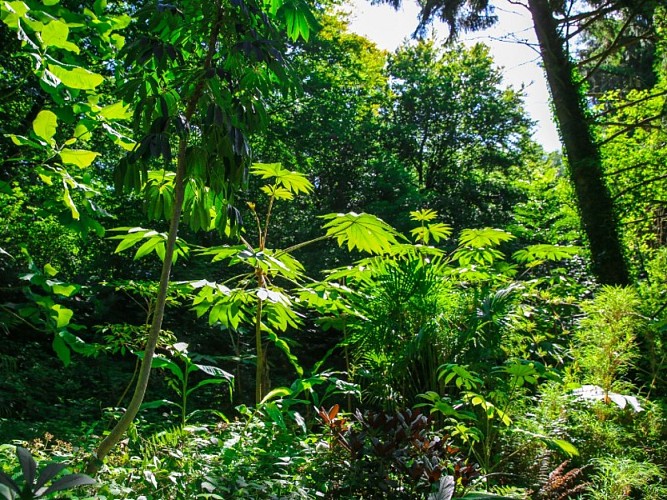 jardin-jungle-sma-mathilde-harel-800x600--3-