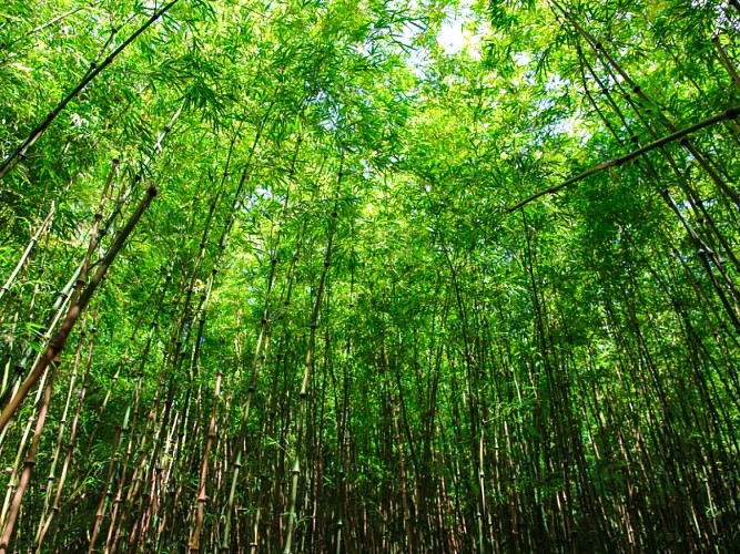 jardin-jungle-sma-mathilde-harel-800x600--7-