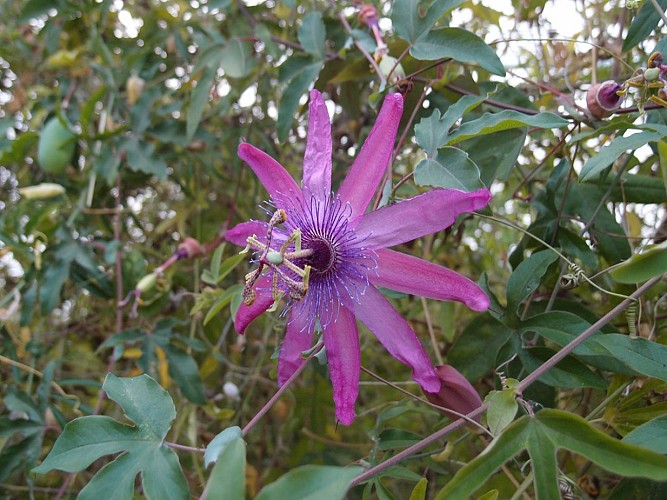 Eu_Jardin-jungle_Plante@M.BOULANGER_2021