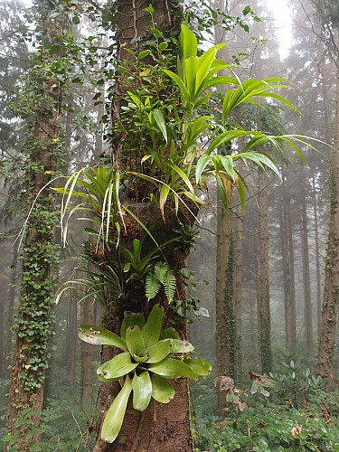 Eu_Jardin-jungle_Tronc@M.BOULANGER_2021