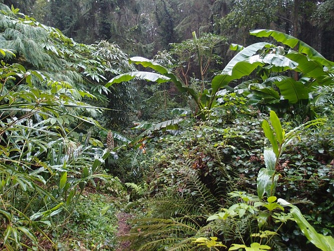 Eu_Jardin-jungle_Jungle@M.BOULANGER_2021