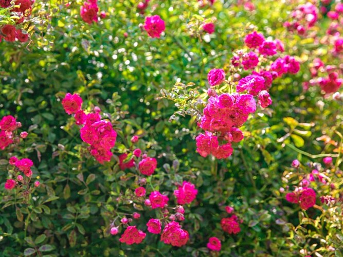 Roseraie de Notre-Dame-de-Bondeville