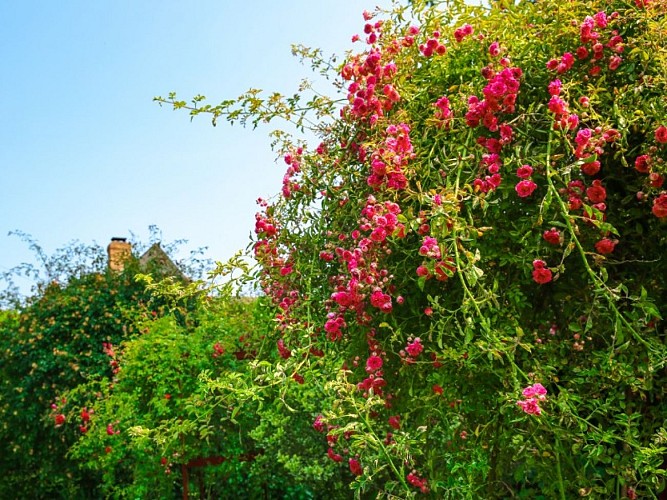 Roseraie-NDB--SMA--M.Harel(7)