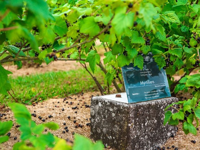 Jardins-de-l_abbaye-de-Saint-Georges-de-Boscherville--SMA--M (6)