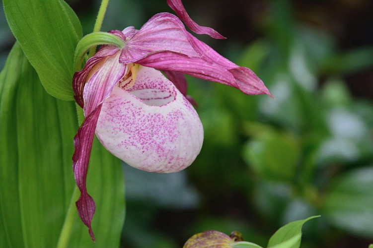 Helene Guihard, 2018