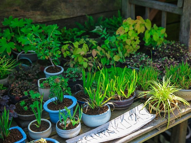Jardin des Erables à Gouy - 2020