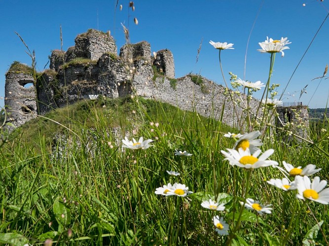 Château Féodal - Arques-la-Bataille 2 ©Eric Bénard