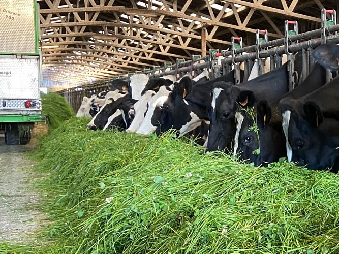 Camembert_le_5_frères-sma-eva_mabire (5)