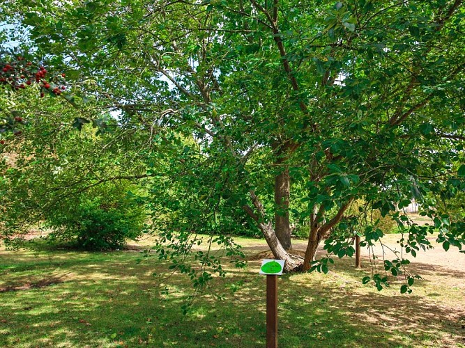 arboretum_jumieges-sma-mathilde (6)