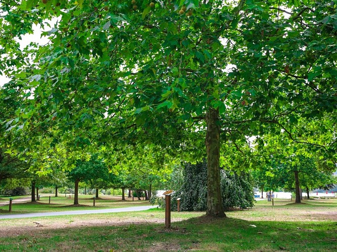 Arboretum de la Base de Loisirs de Jumièges - 2020