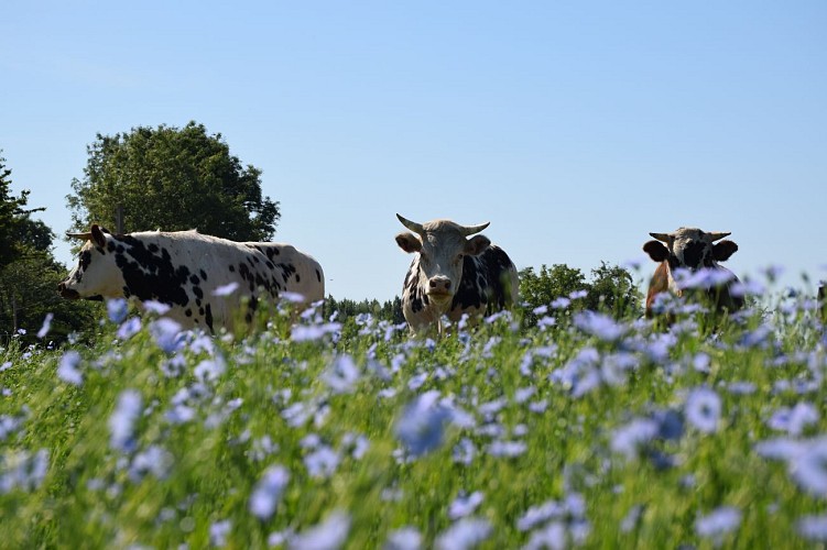 Le Ptit Clos Normand