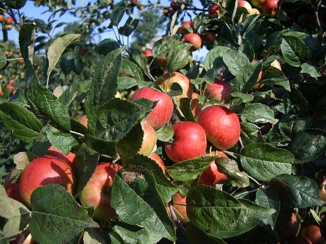 Cidre Pasquier  - Fongueusemare (800x600)