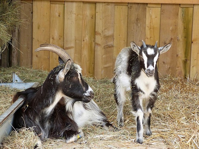 Ferme-des-ecoles---2021---CLAVILLE-MOTTEVILLE---ferme-pedagogique-famille-