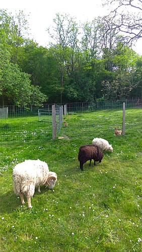 Parc extérieur : Vue sur forêt et animaux_10