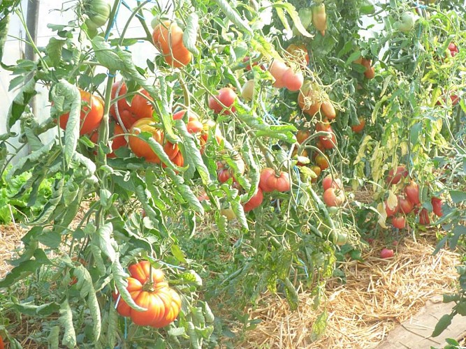 Le potager de la borie