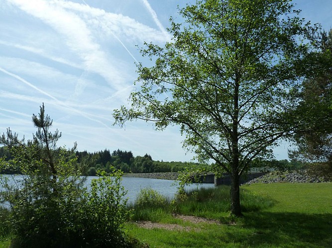 Plan d'eau de Miallet arbre