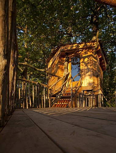 Hêtre sous le Charme