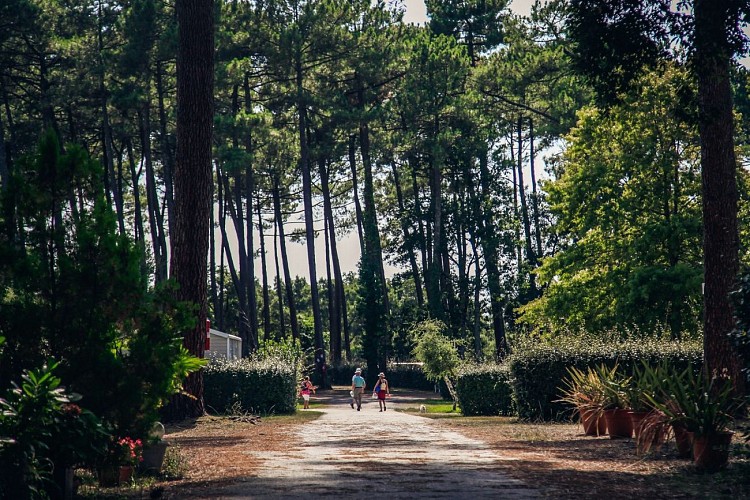 Camping-la-civelle-landes-atlantique-sud--1-