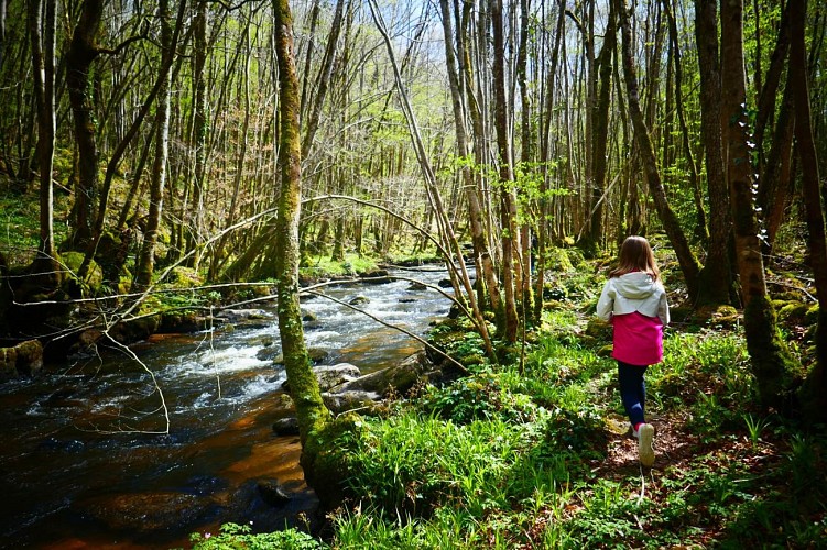 Forêt d'Épagne à Sauviat-sur-Vige en Limousin