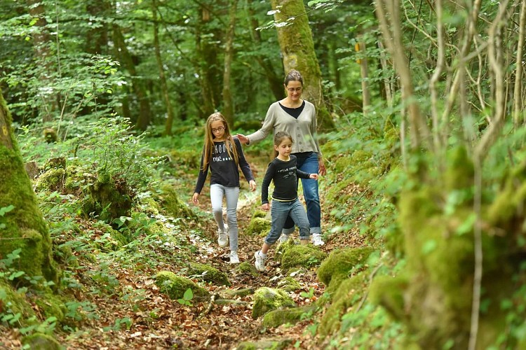 Forêt d'Épagne à Sauviat-sur-Vige en Limousin