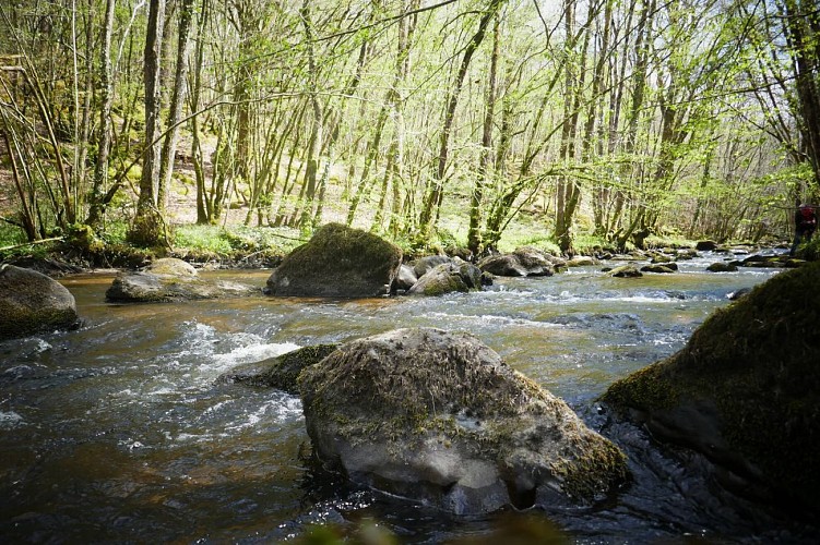 Forêt d'Épagne à Sauviat-sur-Vige le long de la Vige en Limousin