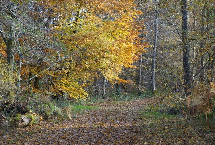 terra-aventura-laisser-voguer-petits-papiers-sentier-brignac-au-moulin-du-got