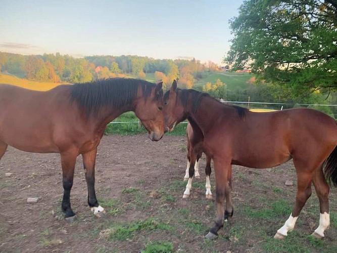 Haras des Star (Rectifiée)