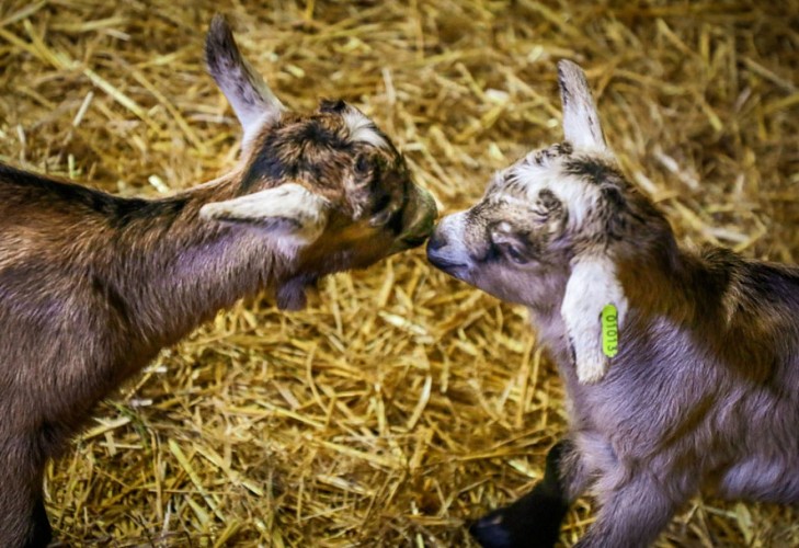 La ferme de Chez Boye