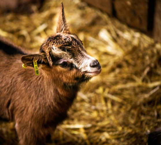 La ferme de Chez Boye