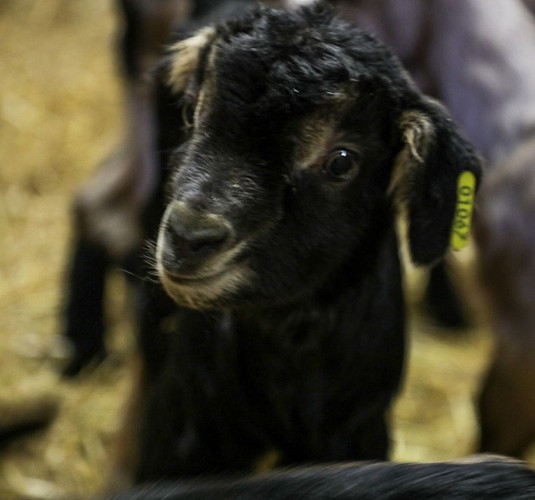 La ferme de Chez Boye