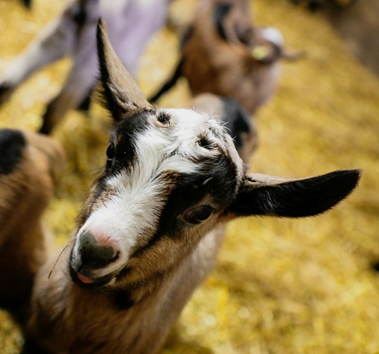La ferme de Chez Boye