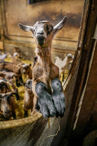 La ferme de Chez Boye