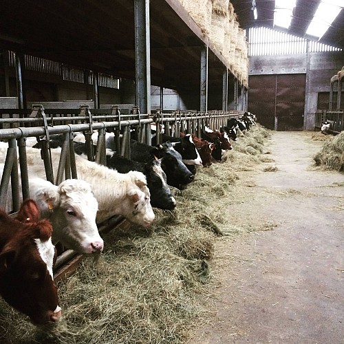 Ferme du Moulin Caillet