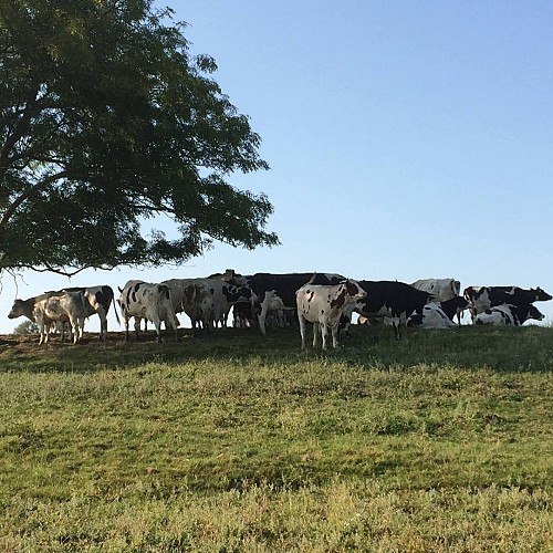Ferme du Moulin Caillet