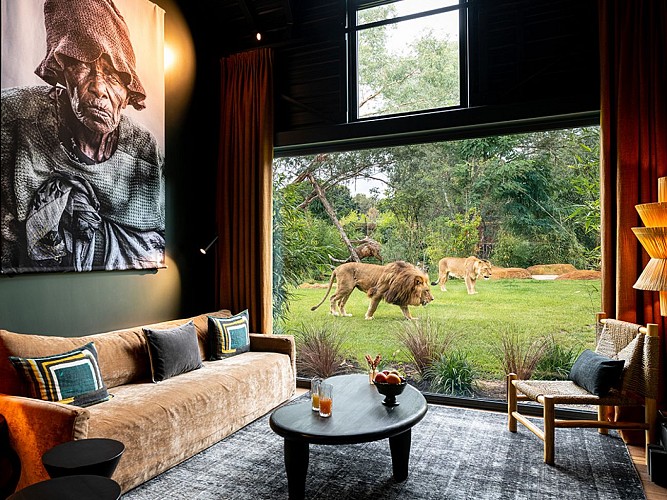 Suite_Premium_Lion et lionne_Safari suite_Zoo de la Flèche